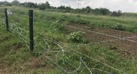 Нов случай на чума по свинете в Румъния