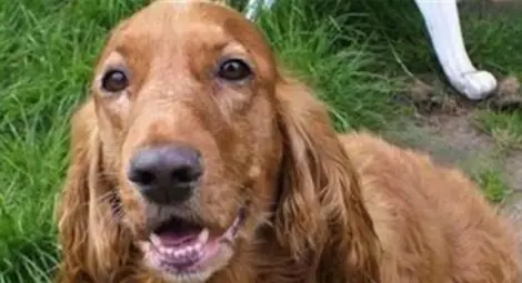 Софиянка към ветеринари: Заминавам за Абу Даби, убийте кучето ми