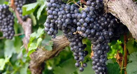 Засаждането на нови лозя ограничено до 6000 декара от догодина