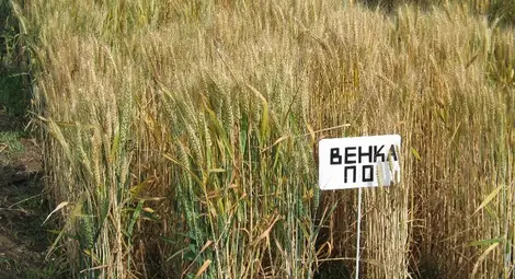 Ден на отворените врати в  института &bdquo;Образцов чифлик&ldquo;