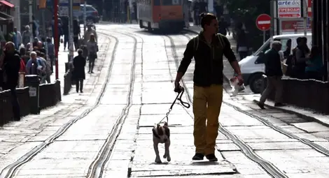 Отбелязваме Световния ден на кучето