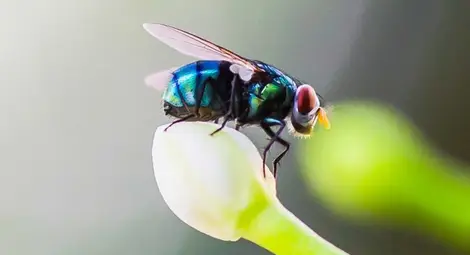 Мухите се оказаха много опасни насекоми
