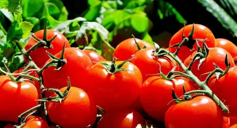 Колко ще ни струва трапезата на Великден? Доматите поскъпнаха с 54% Колко ще ни струва трапезата на Великден? Доматите поскъпнаха с 54%