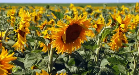 По-високи добиви от слънчоглед и  царевица се отчитат в Русенско