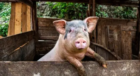 Рестартът на &bdquo;задния двор&ldquo; ще става при железни условия