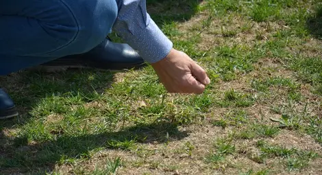 Тревата с няколкото вида &bdquo;билки&ldquo;.