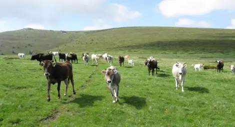 5800 декара държавни пасища излизат на търг