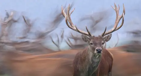 Новата дива природа в сърцето на цивилизацията – по Viasat Nature /галерия/ Новата дива природа в сърцето на цивилизацията – по Viasat Nature /галерия/