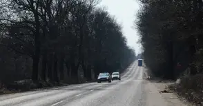 Работна група започва проучване за премахване на крайпътните дървета