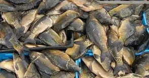 Бракониер се раздели с 800 кг риба