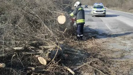Паднали дървета блокираха пътя Русе – София Паднали дървета блокираха пътя Русе – София