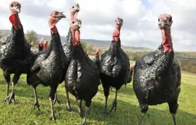 40 тона пуйки атакуват пазара преди Коледа