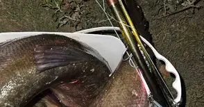 Бракониер заловен край Мартен след наблюдение с уред за нощно виждане