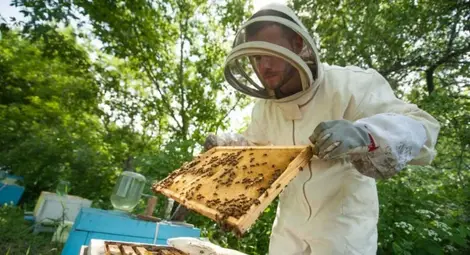 Над 100 пчелари в Русенско произвеждат биологичен мед Над 100 пчелари в Русенско произвеждат биологичен мед