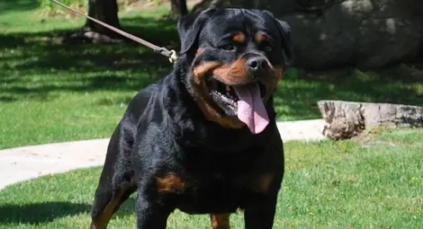 Затягат контрола над домашните кучета заради ротвайлер без намордник