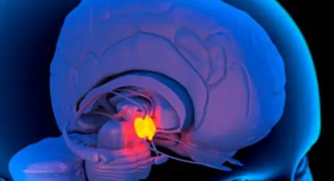 Откриха &bdquo;корените на злото" в мозъка!