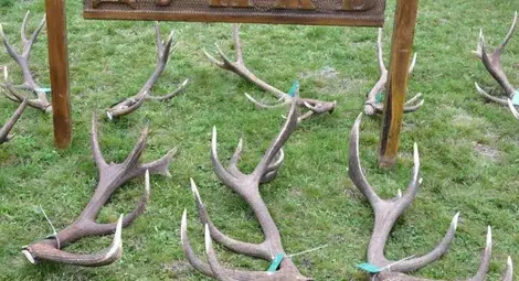 Държавното ловно стопанство бави над 100 000 лева на частен комплекс - няма пари