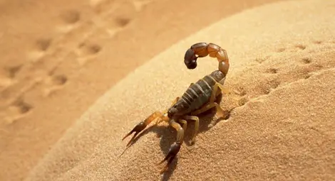 Скорпионите се оказаха отлични архитекти и строители