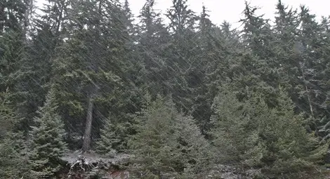 Облачно със слаби снеговалежи, температурите ще се понижат