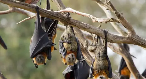 Експерт на СЗО обяви произхода на коронавируса