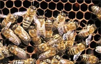 Френски пчелар учи пчелите да правят мед от канабис