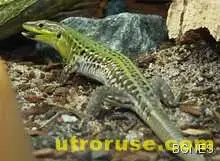 Нов вид гущер откриха в Мадагаскар 