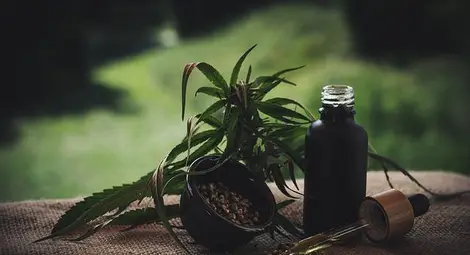 6 Ползи от CBD Маслото за животни (кучета и котки)