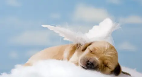 Пускат ли животни в Рая?