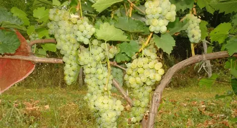 Винен сорт на &bdquo;Образцов чифлик&ldquo;  получи награда за иновация