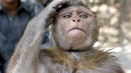 В Китай създадоха спецотряд от... маймуни В Китай създадоха спецотряд от... маймуни