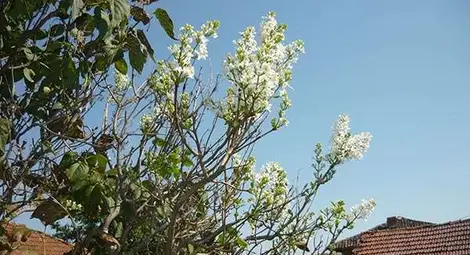 Циганско лято ще ни радва и следващата седмица Циганско лято ще ни радва и следващата седмица