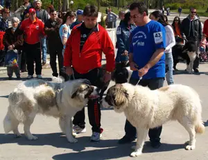 Дни на кинологията от утре в Разград