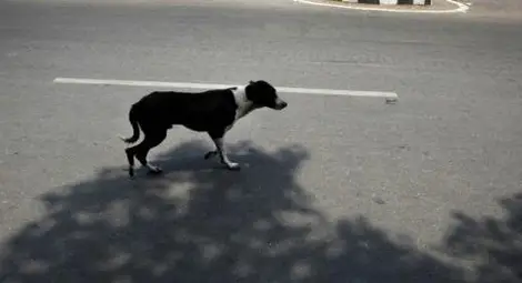 50 000 лева обезщетение за катастрофа заради внезапно изскочило улично куче