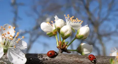 Пролетта се завръща, очаква ни топла седмица Пролетта се завръща, очаква ни топла седмица