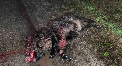 Камион отнесе стадо диви прасета