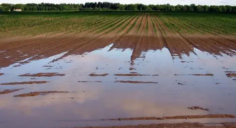 Иван Караиванов: От седмици  не можем да влезем в нивите