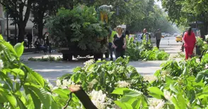 Санитарна сеч улеснява видеонаблюдението в Русе