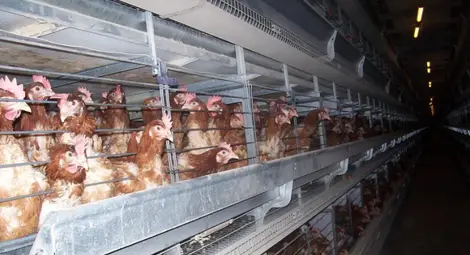 БАБХ засече птичи грип в пловдивското село Манолско Конаре БАБХ засече птичи грип в пловдивското село Манолско Конаре