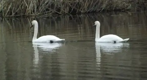 Двойка лебеди плува в язовира в Тетово след 15 години