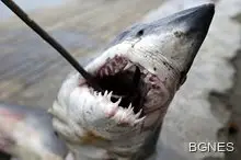 Морските обитатели жертва на пластмасовите отпадъци в океаните Морските обитатели жертва на пластмасовите отпадъци в океаните