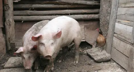 Чумата спира търговията с животни на панаира в Борово Чумата спира търговията с животни на панаира в Борово
