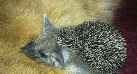 Котка осинови таралежчета (Снимки)