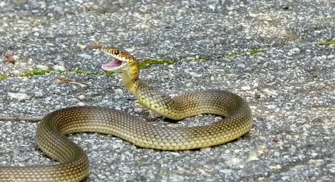 Топлото време изкара змиите навън