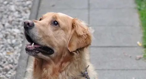 Куче изкопа близо половин килограм хероин в двора на стопаните си