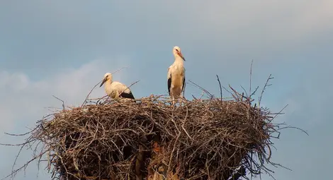 Уредникът от отдел &bdquo;Природа&ldquo; на русенския музей Венцеслав Петков се включва в международното преброяване на белия щъркел