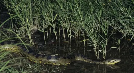 Изяденият от анаконда: Притеснявах се за змията, а не за себе си /видео/