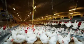 „Градус“ завърши център за над 120 000 птици в Червена вода