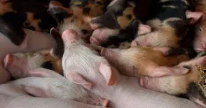 „Свинекомплекс Николово“ отчете  близо 40% спад на продажбите