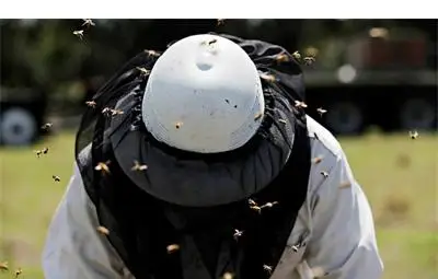 Медоносната пчела е в опасност от изменението на климата Медоносната пчела е в опасност от изменението на климата