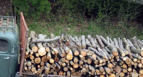 Горски и митничари спряха износ на бракониерска дървесина за Румъния Горски и митничари спряха износ на бракониерска дървесина за Румъния